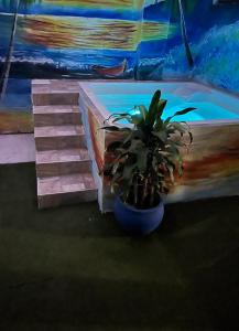 a potted plant sitting next to a swimming pool at Guacamayas in Santa Marta