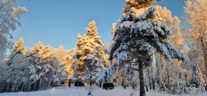 穆奧尼奧的住宿－Lapland Old School，雪覆盖的一群树