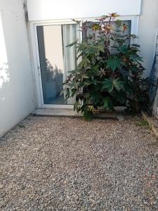 a plant in front of a door of a building at studio meublé wifi à proximité du tram in Castelnau-le-Lez