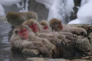 a group of monkeys sitting on a rock in the water at 志賀高原 白い温泉 渓谷の湯 in Yamanouchi