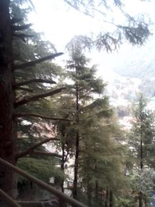 vistas a un bosque de pinos en Himalayan Stays Trekking Backpackers, en Dharamshala