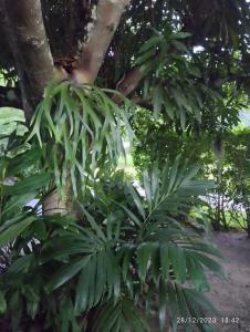 una pianta con foglie verdi accanto a un albero di CHAMBRE CHEZ TAPUHERE LODGE a Fare (Huahine Nui)