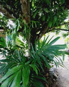 a green plant is growing next to a tree at CHAMBRE CHEZ TAPUHERE LODGE in Fare
