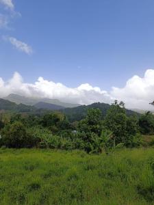 un champ verdoyant avec des arbres et des montagnes en arrière-plan dans l'établissement Lacazavanoo, à Baillif