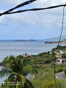 a view of the ocean and a palm tree at Lacazavanoo in Baillif