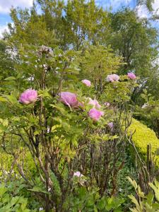 a tree with pink flowers in a garden at Le Manoir du Plessis in Dancé