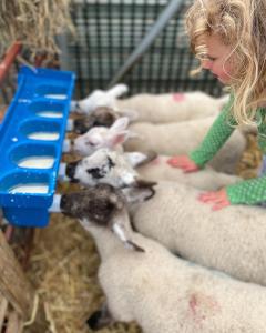 Altri animali domestici presso il lodge o nei dintorni