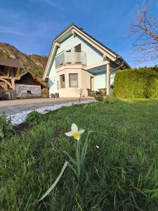 een bloem in het gras voor een huis bij Bella Apartment in Žirovnica