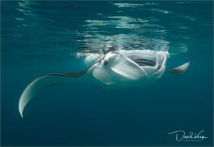 a whale shark swimming in the water at Fehi Velaa Stay in Dhonfanu