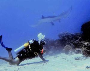 a diver in the water with a shark in the background at Fehi Velaa Stay 