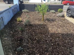 a garden with a small tree in a yard at Dene House in Great Yarmouth