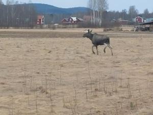 a bull running in a field of dirt at Elanden rust in Edebäck