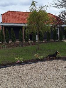 um cão a passear em frente a uma casa em Gastenhuis Amstelmeerzicht. em Westerland