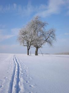 dos árboles en un campo nevado con huellas en la nieve en Ferienwohnung Wohnsiedler, en Rot am See