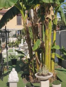 een tuin met een palmboom en een standbeeld bij Chambre Solo Duo 20 min Paris in Drancy