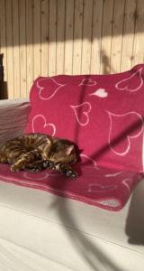 a cat laying on a pink blanket on a bed at Dwa Słowa in Giżycko