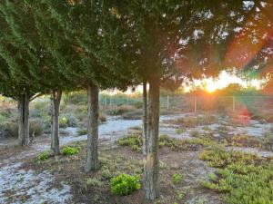 um grupo de árvores com o pôr-do-sol ao fundo em Tula Guest Farm em Yzerfontein