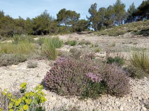een grasveld en planten in een veld bij T3 campagne Aix-en-Provence in Meyrargues