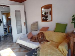 een hond op een bed in een kamer bij T3 campagne Aix-en-Provence in Meyrargues
