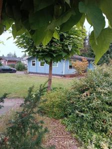 een boom in een tuin met een huis op de achtergrond bij Ferienhaus für 4 Personen ca 56 qm in Winsen-Meissendorf, Lüneburger Heide Südheide in Winsen