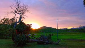 een boom in een veld met de zonsondergang op de achtergrond bij Pousada Fazendinha in Camburi