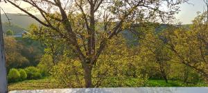 un árbol en medio de un campo en Göygöl Aşıqlı, en Aşıqlı