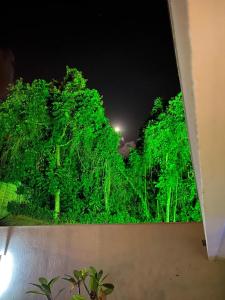 a view of a forest of trees at night at Casa com Piscina no bairro João VI, Muriaé-MG in Muriaé