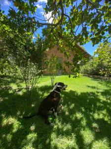 um cão sentado na relva debaixo de uma árvore em Chalé Céu estrelado em Caruaru