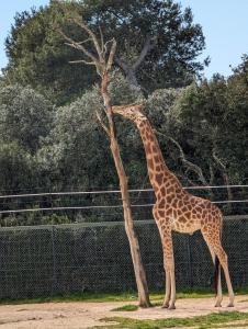 una jirafa está de pie junto a un árbol en Appartement cosy au calme à cote du zoo avec balcon et parking securisé en Montpellier