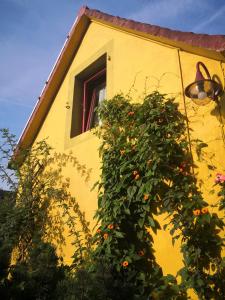 a yellow house with a window and a plant at Zum Waldmeister in Schkeuditz