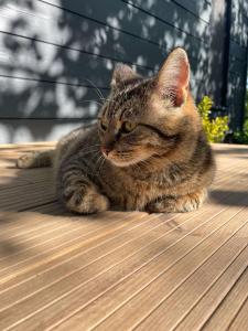 a cat laying on top of a wooden deck at Casuta Cires - Therme & Aeroport Otopeni in Corbeanca
