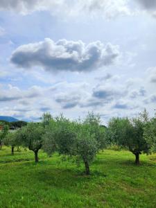 a group of trees in a field with a cloudy sky at la casa di simone in Torre Tre Ponti