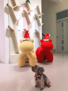 台東市的住宿－Happy Fat B&B 寵物友善，一只小狗看着那些戴帽子的动物