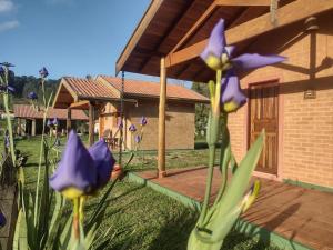 un groupe de fleurs violettes dans une cour dans l'établissement Chalés Bons Ventos - Chalé Estrela, à São Bento do Sapucaí