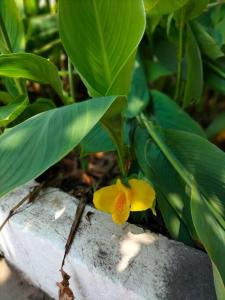 una pequeña flor amarilla sentada junto a hojas verdes en Suite Jacinto en Villahermosa
