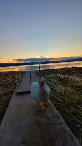 kaczka stojąca na molo blisko wody w obiekcie WIÑAY TITICACA LODGE w mieście Puno