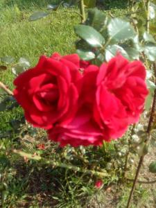 Une rose rouge pousse dans l'herbe dans l'établissement Orzechowy Raj, à Lechów