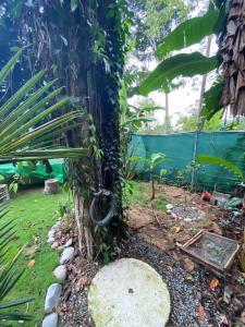 ein Baum mit Reben, die seitlich wachsen in der Unterkunft Jungle Bungalow with Small Pool in Talamanca