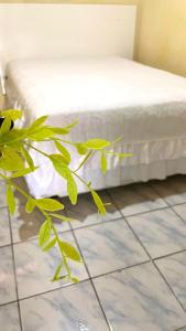 a green plant sitting next to a bed at Casa do Edi in Bananeiras