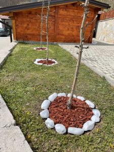 a small tree in a rock circle in the grass at Etno Domacinstvo Mitrovic 