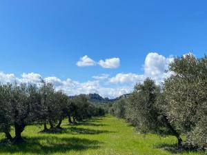 eine Reihe von Olivenbäumen auf einem Feld in der Unterkunft Au pied des Alpilles in Paradou