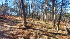 Paesaggio naturale nelle vicinanze dell'appartamento