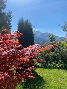 un arbusto con hojas rojas en un jardín en Chalet Panoramablick Zell am See, en Zell am See 40 fotos más