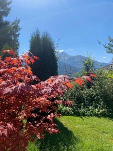 a bush with red leaves in a garden at Chalet Panoramablick Zell am See in Zell am See