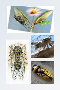 a collage of pictures of insects and flowers at La cigale in Gourdon