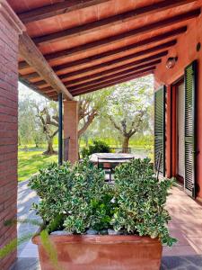 a patio with a wooden pergola and some plants at Agriturismo Valdo in Grosseto