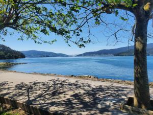 a tree on a beach next to a body of water at ÁTICO DE LUJO TRANQUILO En LA PLAYA in Arcade