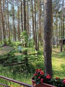 - un balcon avec un arbre et des fleurs dans une cour dans l'établissement Domek w sercu lasu w Borach Tucholskich, à Ocypel