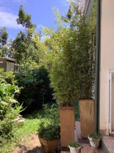 three potted trees in pots on a patio at Lovely Double Bed with a Private Garden Nook in Kira