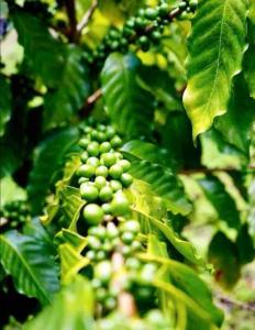a bunch of green grapes on a tree at Adella's Blue Mountain Coffee Farmstay in Kingston